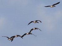 23-11-2014 fliegende Graugaense-2